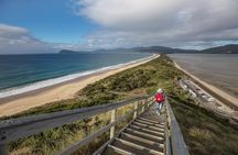 Bruny Island safaris, local food tasting and lighthouse tour