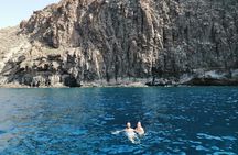 Whales and dolphins tour with local crew in Tenerife