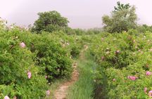 Fes to Marrakech 3-day private desert trip experience