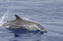 Cetaceans watching by catamaran from Funchal