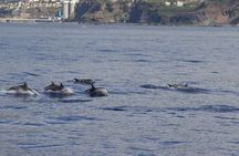 Cetaceans watching by catamaran from Funchal