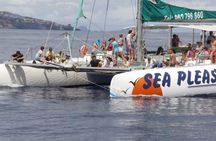 Cetaceans watching by catamaran from Funchal