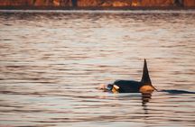 Sunset whale watching adventure from Victoria