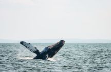 Zodiac Whale Watching Adventure From Victoria