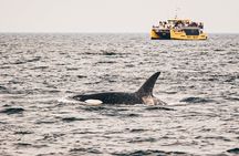 Half-day whale watching from Vancouver