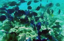 3-hour cruise and snorkeling experience in Key West