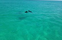 3-hour cruise and snorkeling experience in Key West