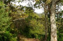 Paradise Valley hiking tour in Madeira