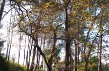 Paradise Valley hiking tour in Madeira