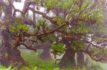 Full-day hiking tour from Assobiadores to Fanal