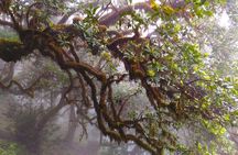 Full-day hiking tour from Assobiadores to Fanal