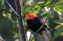 Bird watching Muyil guided excursion