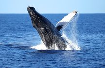 Wild Humpback Whales Tour in Oahu with Hawaiian Cultural Experience