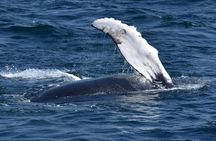 Wild Humpback Whales Tour in Oahu with Hawaiian Cultural Experience
