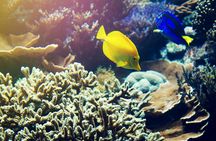 Bali Blue Lagoon and Tanjung Jepun guided tour with snorkeling