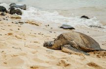 Full-day circle-Oahu island bus tour
