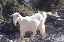 Crete highlights day-tour with Cave of Zeus