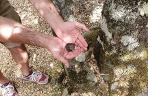 Truffle Hunting and Culinary Celebration Tour from Heraklion