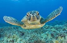 Dalyan, rock tombs, mud bath, boat trip and lunch guided tour from Bodrum