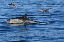 Dolphin watching tour in the Algarve