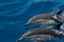 Dolphin watching tour in the Algarve
