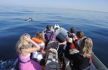 Dolphin watching tour in the Algarve