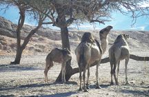 Stargazing with a quad bike, camel ride, dinner and show in Sharm El Sheikh