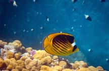 Half-day afternoon boat trip with lunch and drinks in Hurghada