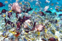 Pearl Island beach escape tour with lunch