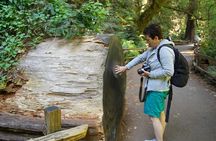 Redwoods and Wine Country combo tour with wine tasting