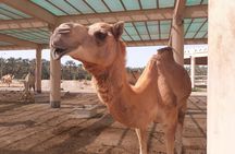 Bahrain full-day private tour
