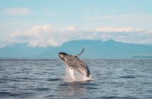 Vancouver Sunset Whale Watching