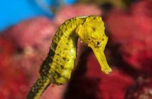 Barcelona city tour hop-on hop-off bus tickets with Aquarium