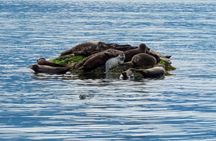Bowen explorer boat tour of Howe Sound with shuttle transfer