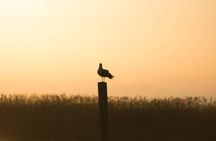 Guided tour of the Albufera with boat trip
