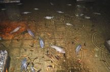 Basilica Cistern with skip-the-line tickets and guided tour