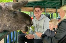 Moosesafari by carriage near Helsingborg