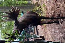 Moosesafari by carriage near Helsingborg