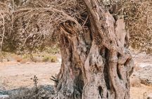 Valley walking tour in Karpathos