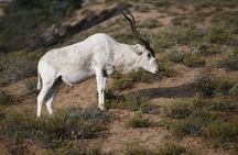 Souss-Massa National Park guided tour with pickup