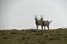 Souss-Massa National Park guided tour with pickup