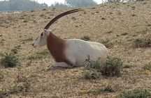 Souss-Massa National Park guided tour with pickup