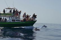 Flipper tour with whale watching & visit of the new lava delta