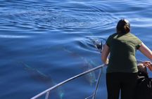 Flipper tour with whale watching & visit of the new lava delta