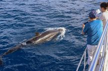 Flipper tour with whale watching and lava delta