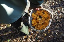 Mushroom hunting