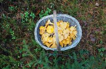 Mushroom hunting