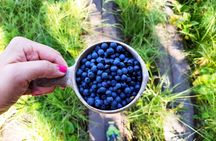 Berry picking and wildlife