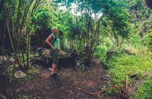 Full-day hiking experience in the rainforest
