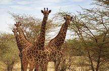 Bandia half-day safari from Saly or Somone